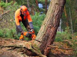 Best Arborist Consultation Services  in Stepney, CT