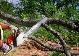 Trusted Stepney, CT Tree Services Experts