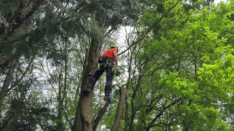 Why Choose Our Tree Removal Services in Stepney, CT?